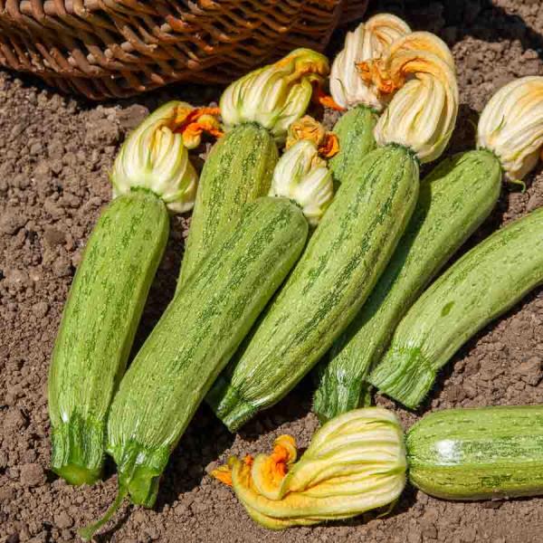 Potagères - Courgette Greyzini - BIO - face recto